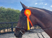16.2h 10yr old all rounder