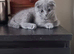 Cute Scottish fold Three kittens available