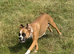 Boxer female