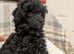 Toy poodle puppy last  girl KC reg Fully Vac 16 wks old