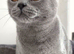 Two Beautiful British Shorthair Kittens