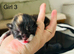 All kittens now reserved