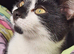 2 x 2 year old cats urgently need home