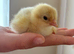 Beautiful chicks