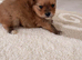 Pomeranians 2 boys left