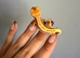 Baby Crested Geckos
