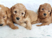 BEAUTIFUL RED TOY F1 COCKAPOO PUPPIES