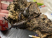 Thai Forest Scorpions (Laoticus) at Birmingham Reptiles