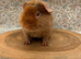 Pure bred teddy pig