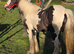 13hh mare