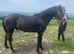 Connemara gelding