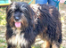 Meet Winnie... the gentle giant Mioritic girl with the biggest heart