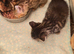 Kittens for sale