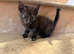4 kittens for sale