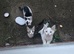 3 kittens for sale 2 girls one boy