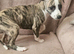 KC Health and Heart tested whippets