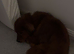 Chow chow cockapoo