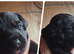 7 chunky patterdal pups
