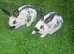 Beautiful babies