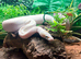 Blue Eyed Lucy at Birmingham Reptiles
