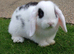 Pure show type mini lop