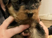 Yorkshire terrier pups