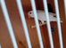 Young lovebird with dna papers