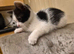 5 Beautiful kittens (Ready To Leave)