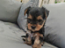 Beautiful Yorkshire Terrier Puppies