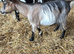6 month old Pygmy wethers