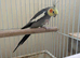 Cocktail parrot