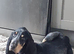 French hounds
