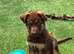 Isabella German shepherd