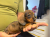 Miniature Dachshund