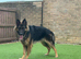 11 month old male