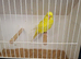 Exposition Budgies