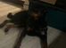 2 year old female rottweiler
