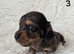 KC REG PRA CLEAR LH MINI DACHSHUNDS