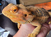 Bearded dragon seeking new home
