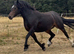 Beautiful bay chunky mare