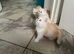 Beautiful Fluffy Persian &ndash; Ready to Reserve