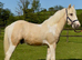 Quality Yearling Colt to make 14.3