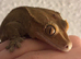 Crested Gecko with Enclosure