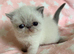 Colourpoint Exotic Shorthair Kittens