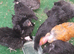 Bantam chickens
