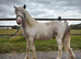 Welsh Cob x Colt to make 13.2