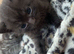 Brittish shorthair x tabby chocolate kitten