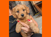 READY NOW 3 x Red Cockapoo Girls For Sale