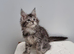 Pedigree Maine Coon Kittens for sale