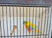 Male turquoisine parakeet.